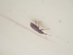 Rhinorhynchus rufulus