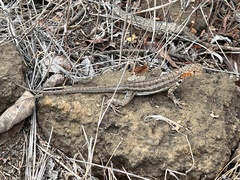 Microlophus albemarlensis