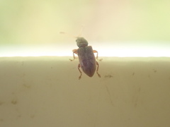 Rhinorhynchus rufulus