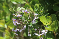 Solanum africanum