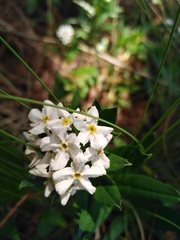 Lithospermum distichum