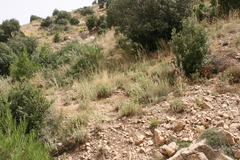 Marrubium