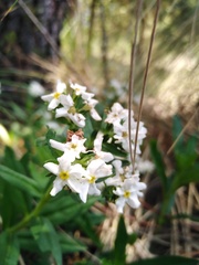 Lithospermum distichum