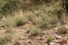 Marrubium