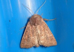 Photedes fluxa