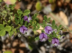 Psoralea repens