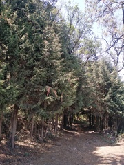 Cupressus lusitanica