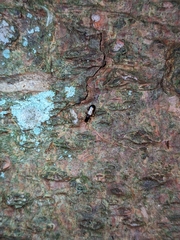 Dromius quadrimaculatus