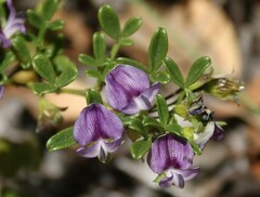 Psoralea repens