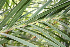 Raphia sudanica
