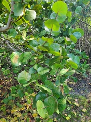 Coccoloba uvifera
