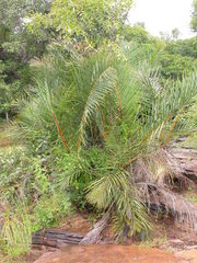 Raphia sudanica