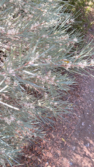 Pinus monophylla