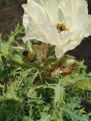 Argemone platyceras