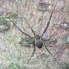Oligolophus hanseni