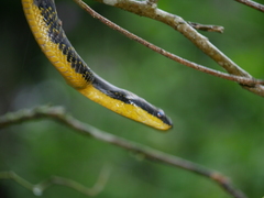 Phrynonax poecilonotus