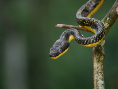 Phrynonax poecilonotus