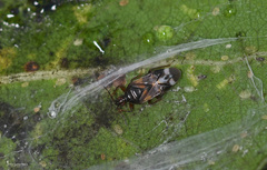 Anthocoris