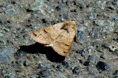 Cissusa indiscreta