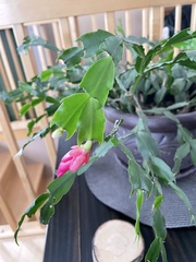 Schlumbergera truncata