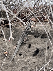 Microlophus albemarlensis