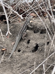 Microlophus albemarlensis