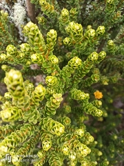 Olearia nummulariifolia