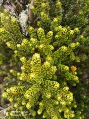 Olearia nummulariifolia