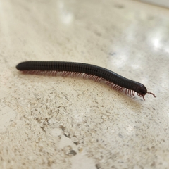 Trigoniulus corallinus