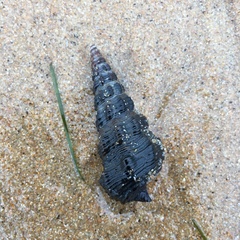 Pyrazus ebeninus