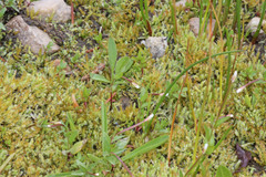 Epilobium anagallidifolium