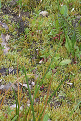 Epilobium anagallidifolium