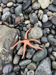 Henricia