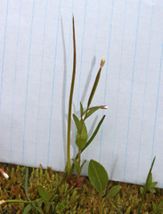 Epilobium anagallidifolium