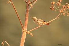 Phoenicurus moussieri