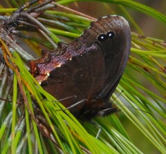 Gyrocheilus patrobas