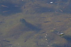 Pseudorasbora parva