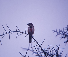 Rhodophoneus cruentus