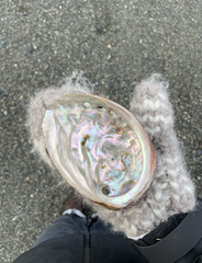 Haliotis kamtschatkana