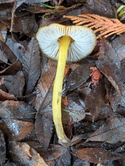 Hygrocybe singeri