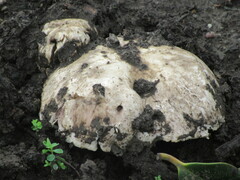 Agaricus