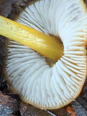Hygrocybe singeri