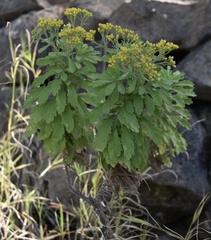 Nidorella nobrei