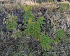 Nidorella nobrei