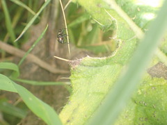 Cermatulus nasalis hudsoni