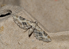 Eupithecia scalptata