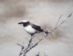 Eurocephalus anguitimens