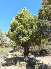 Austrocedrus chilensis