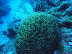 Colpophyllia natans
