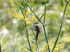 Leptasthenura aegithaloides